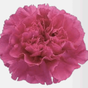 Mini Carnation - Select